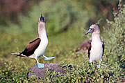 Picture 'Eq1_25_02 Blue Footed Booby, Galapagos, Espanola, Punta Suarez'